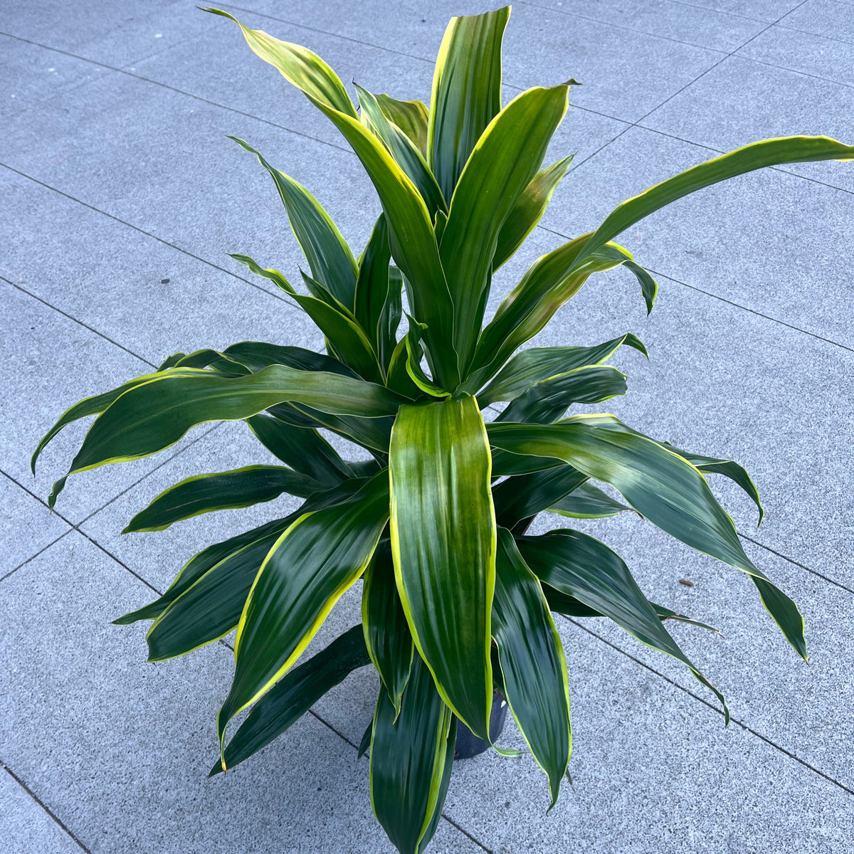 Dracaena Hawaiian Sunshine – VI Plant Shop