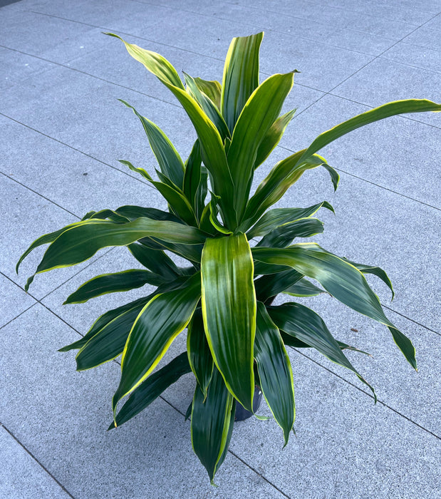 hawaiian dracaena Dracaena Hawaiian Sunshine – VI Plant Shop