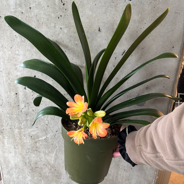 Clivia