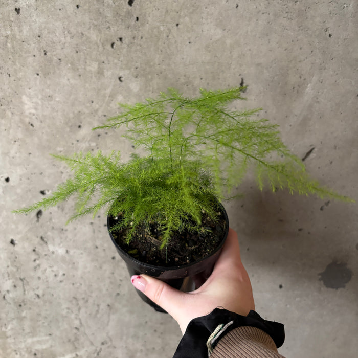 Ferns