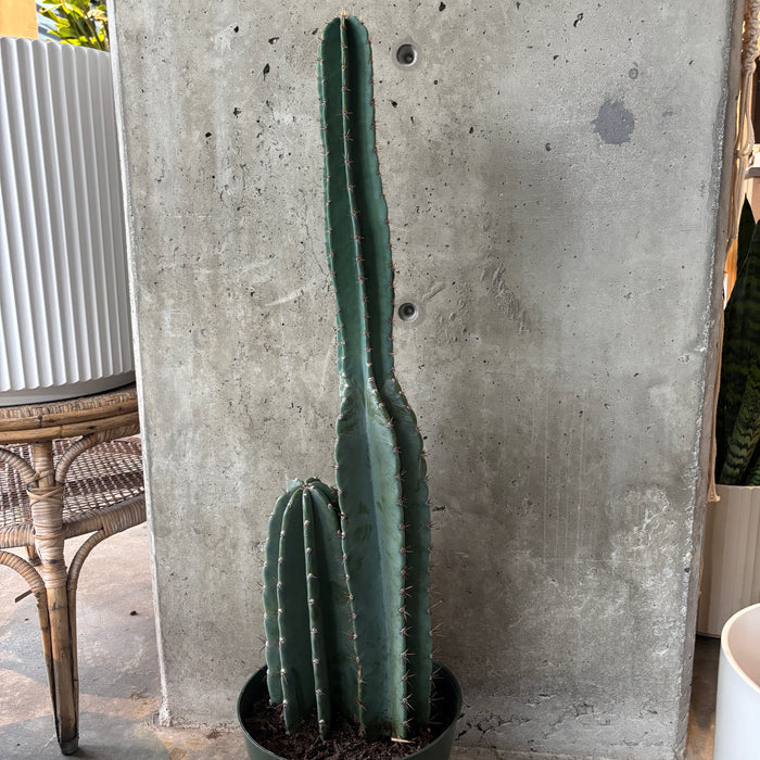 Peruvean Apple Cactus