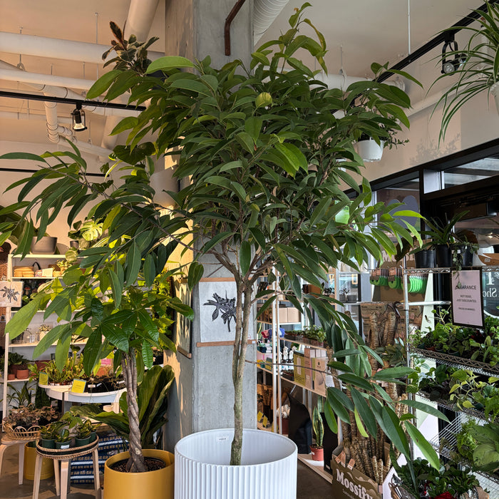 Ficus Amstel King