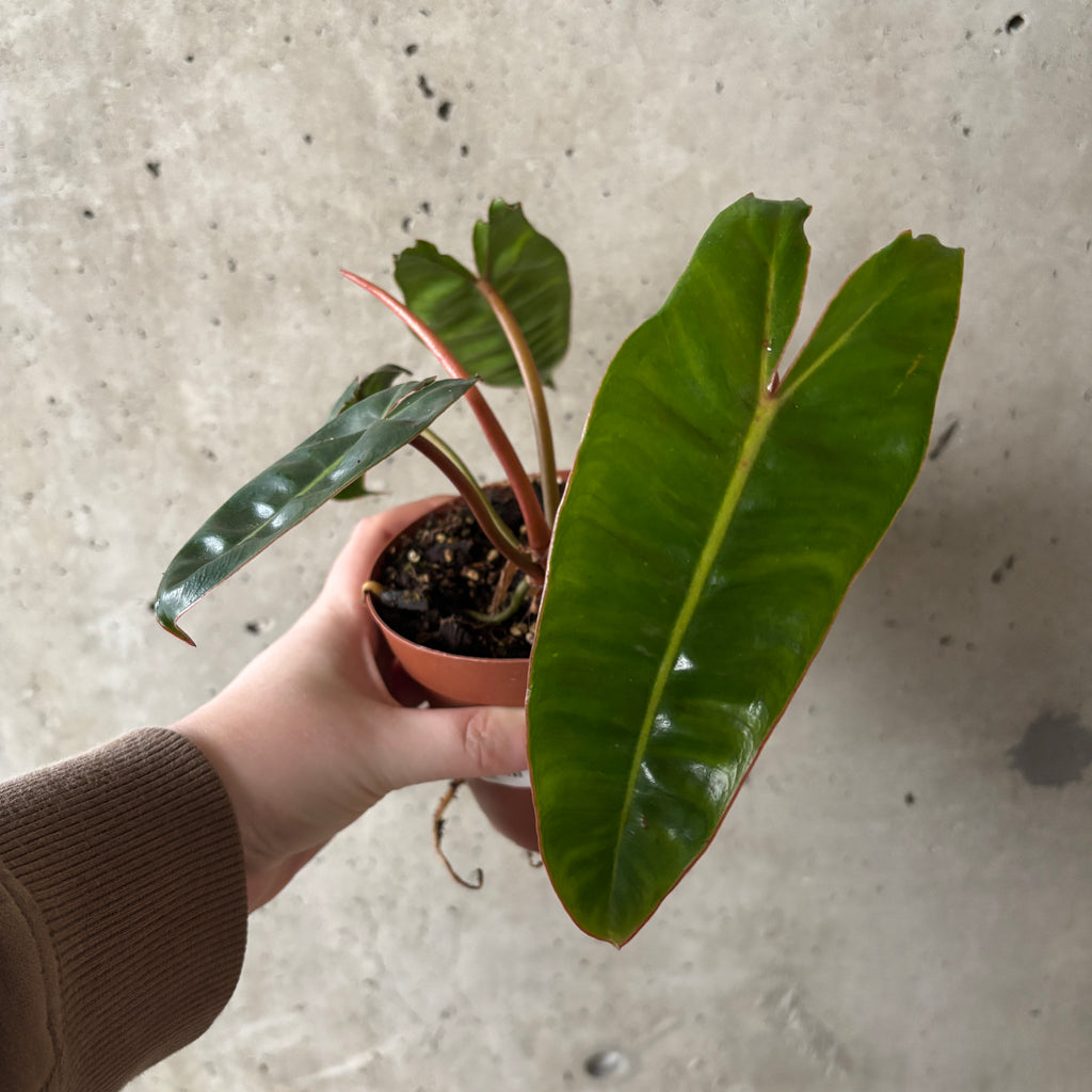 philodendron billietiae small Philodendron Billietiae – VI Plant Shop