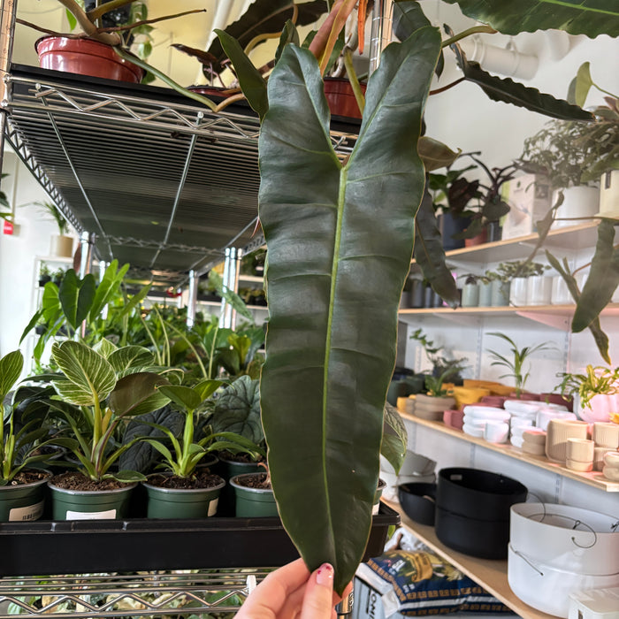 large philodendron billietiae Philodendron Billietiae – VI Plant Shop