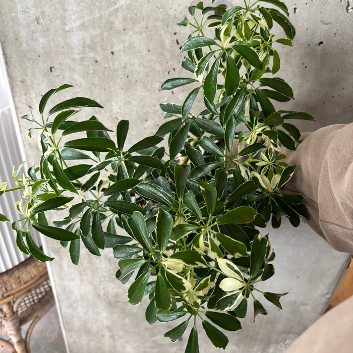 Umbrella Plant Variegated