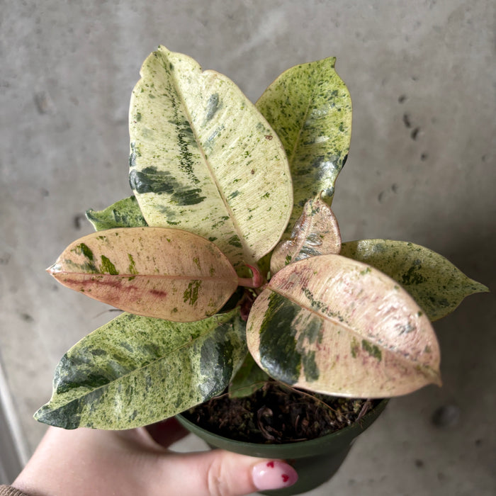 Ficus elastica 'Shivereana Moonshine'