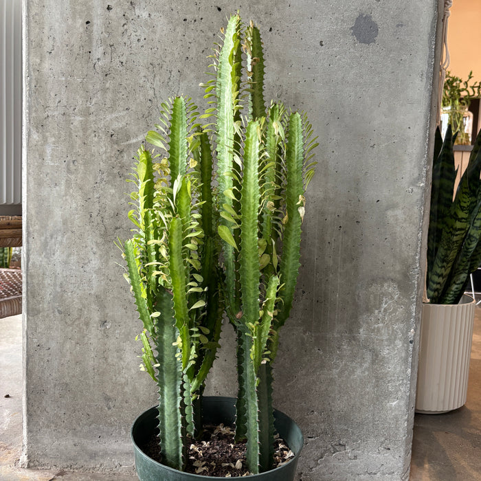 Cacti