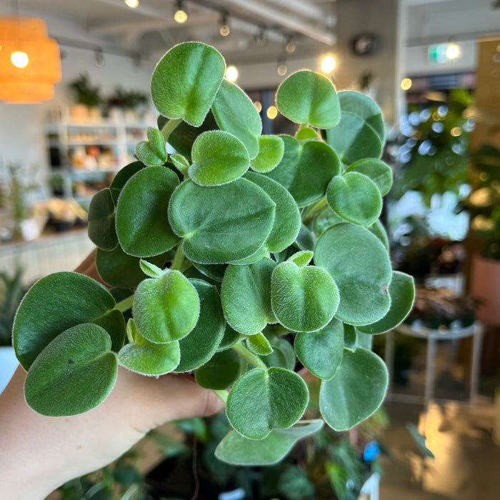 Felted Peperomia