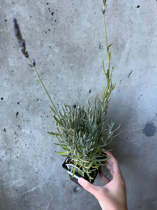 Phenomenal Lavender