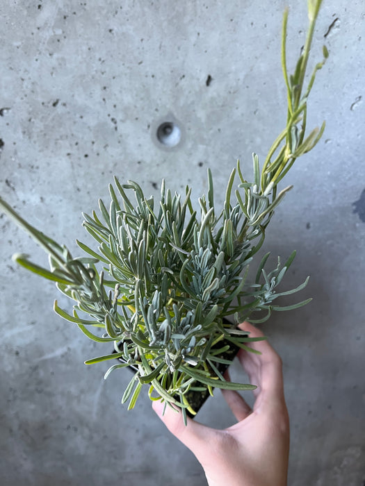 Phenomenal Lavender