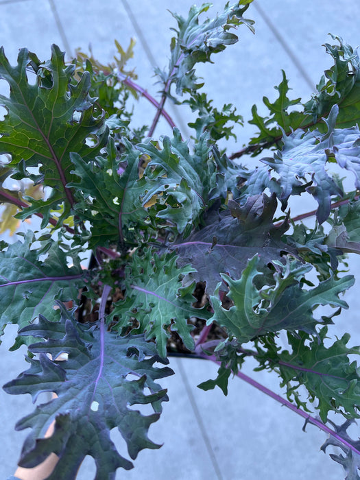 Red Russian Kale