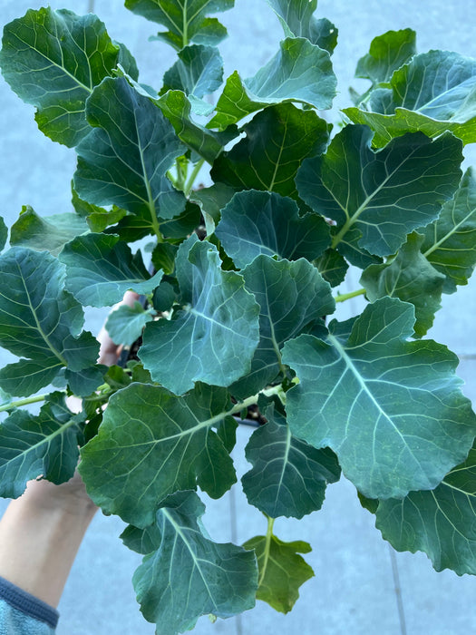 Destiny Broccoli