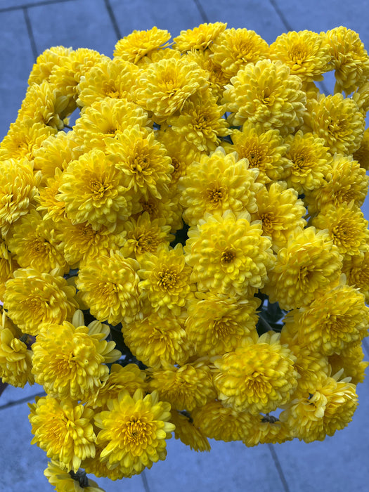 Assorted Fall Mums