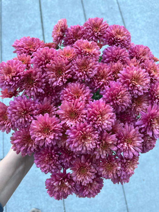 Assorted Fall Mums