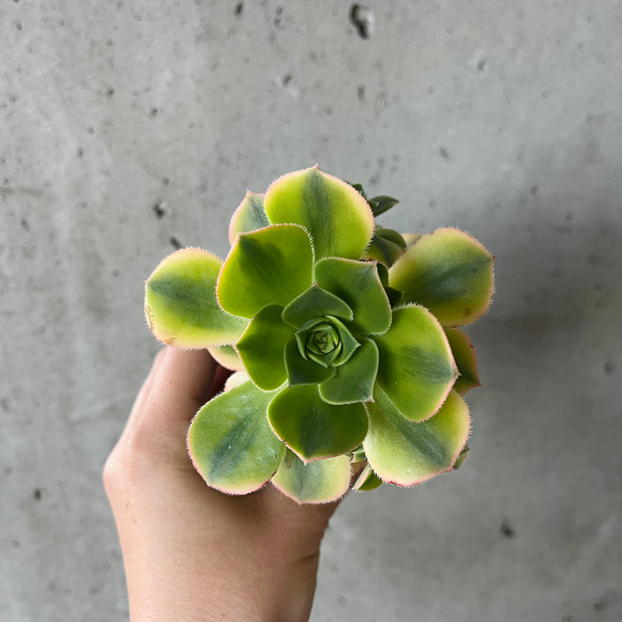 Aeonium Stardust