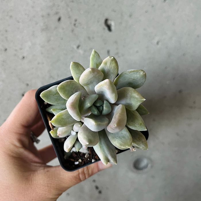 Echeveria Machete