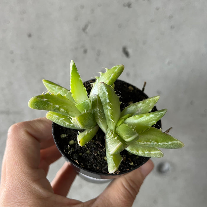 Variegated Tiger Jaws Succulent