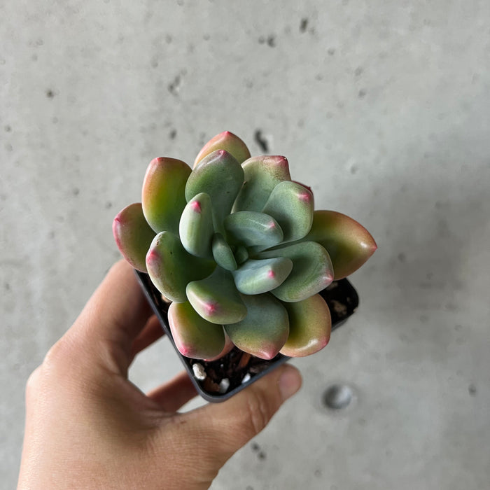 Graptoveria hybrid