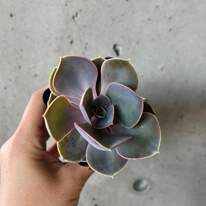 Echeveria Perle von Nurnberg