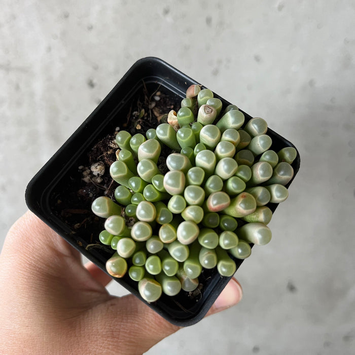 Baby Toes Succulent