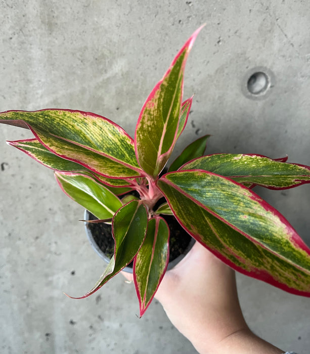 Aglaonema 'Aurora'