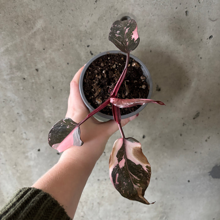 Story Sale