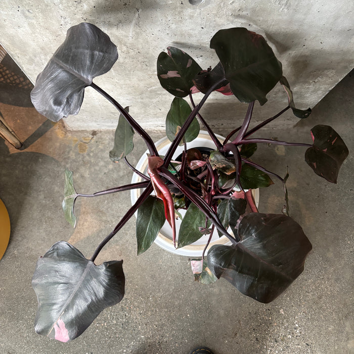 Story Sale