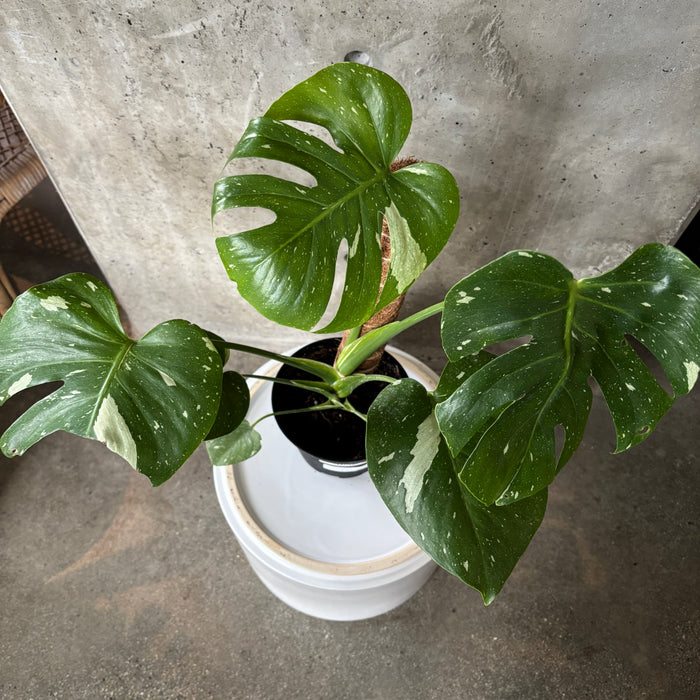 Story Sale