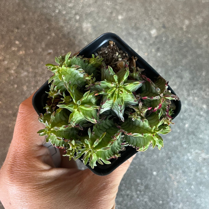 Euphorbia snowflake