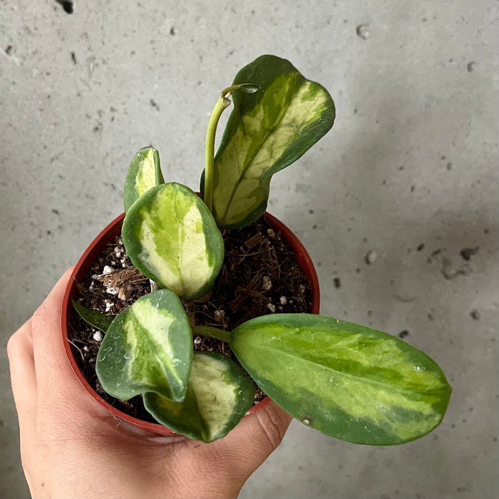 Hoya Obovata Variegata