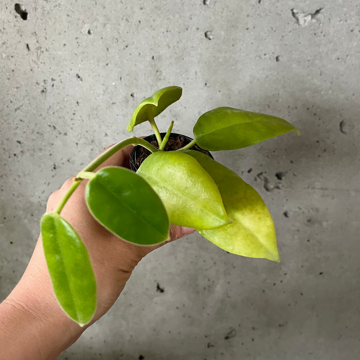 Hoya Affinis