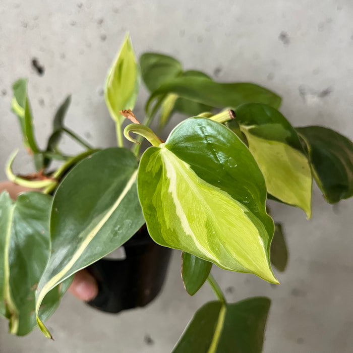 Philodendron 'Cream Splash'