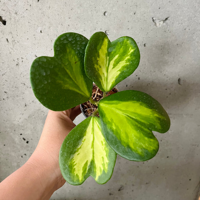 Hoya kerrii 'Reverse Variegata'