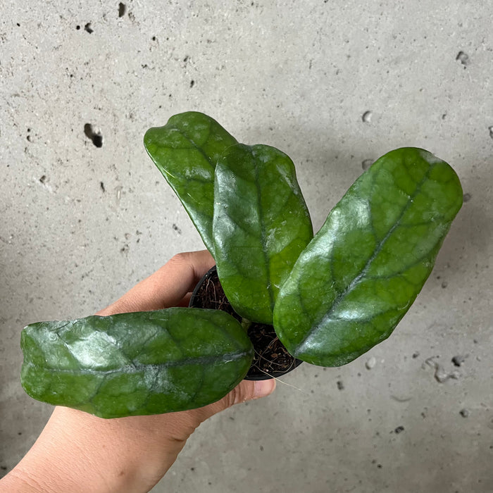 Hoya Globulosa