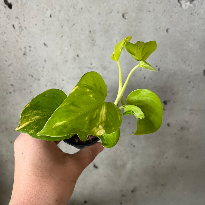 pothos teruno Epipremnum Teruno Champs-Elysees – VI Plant Shop