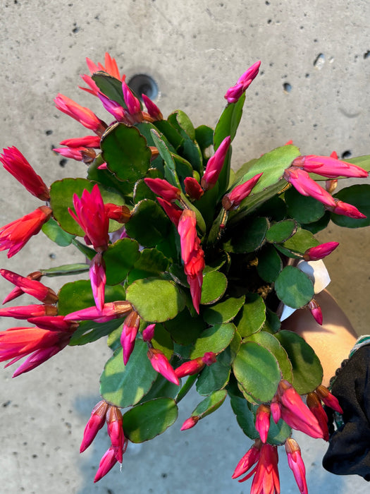 Easter Cacti