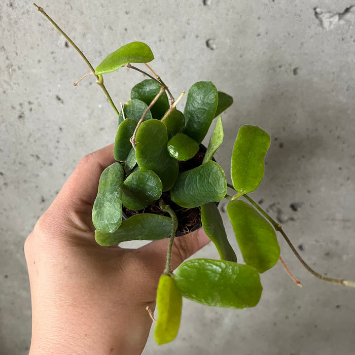 Hoya Rotundiflora