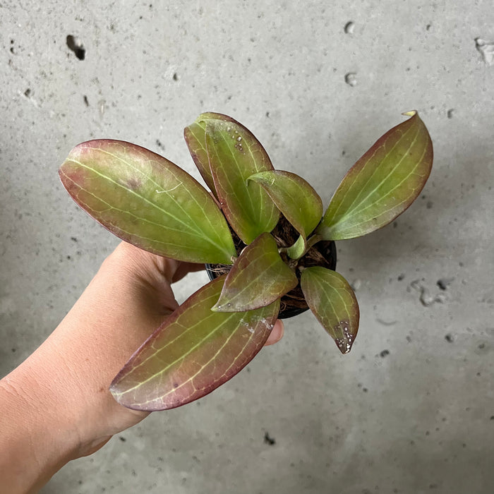 Hoya Merrillii Long Leaf