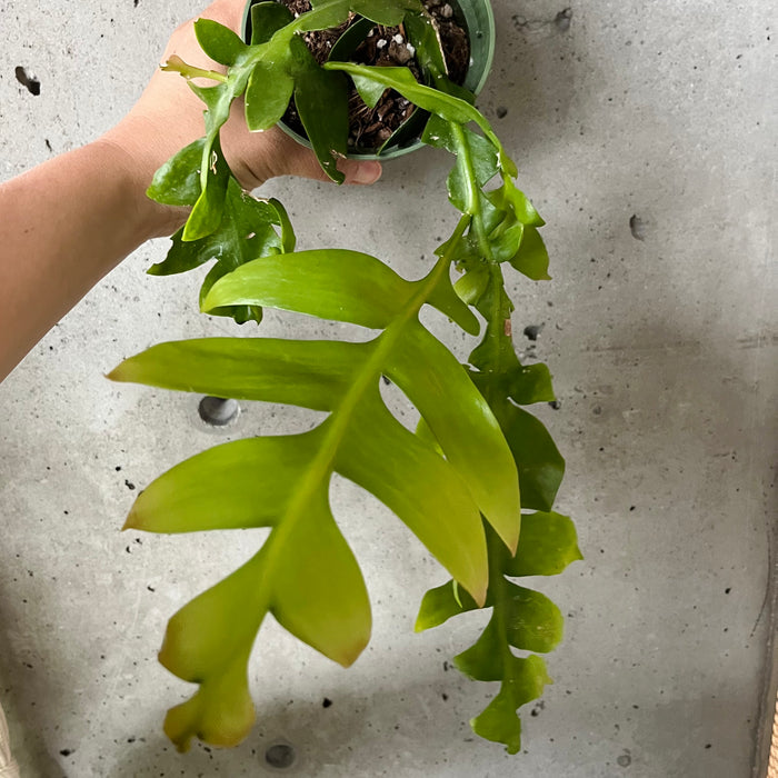 Fern Leaf Cactus – VI Plant Shop