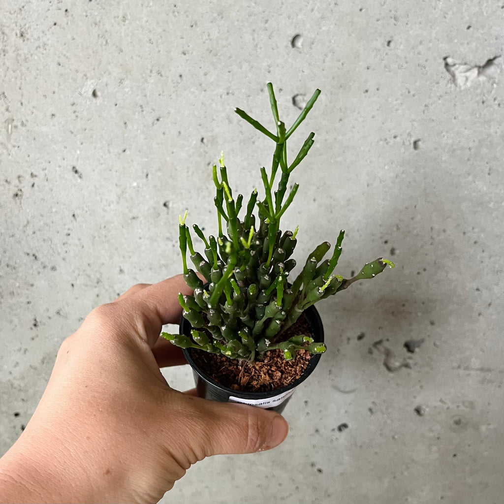 Dancing Bones Cactus – VI Plant Shop