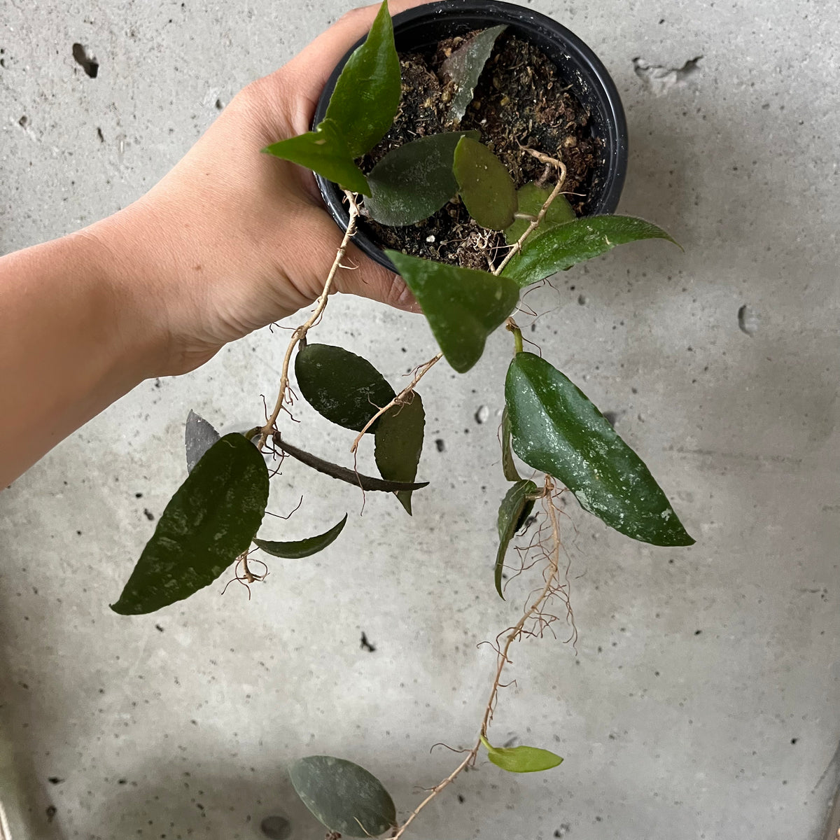 Hoya Caudata 'Sumatra' – VI Plant Shop