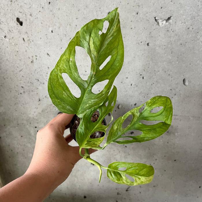 Monstera Adansonii Variegated Indonesian Form