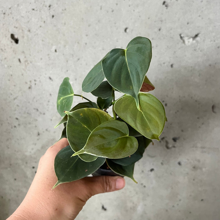 Philodendron Lupinum