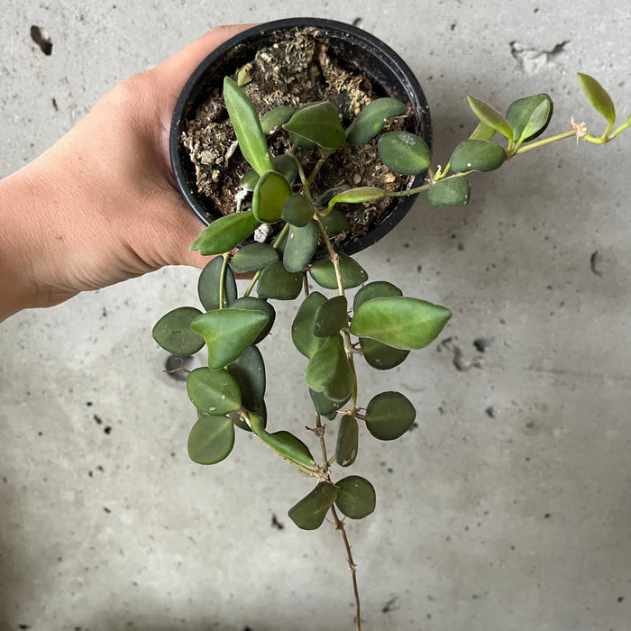 Hoya Bilobata