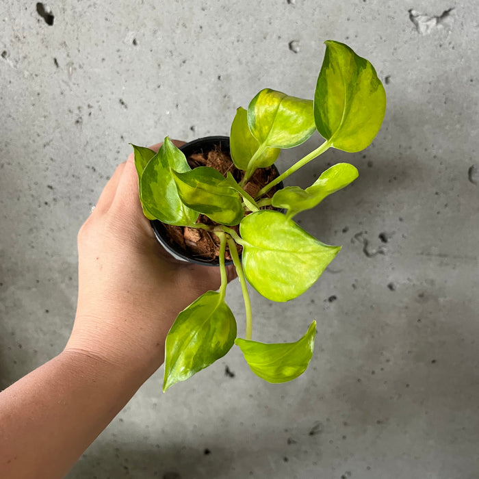 variegated neon pothos rare Neon Joy Pothos – VI Plant Shop