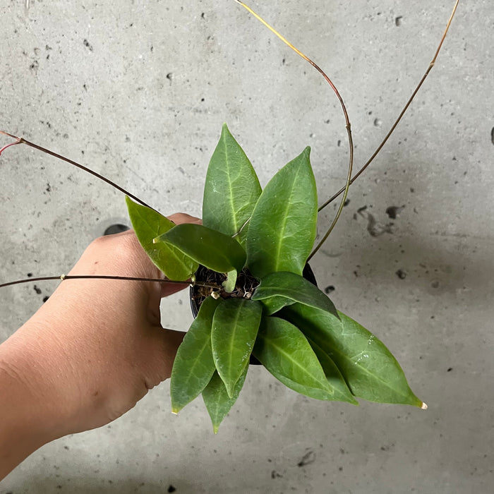 Hoya Patella 'Pink'