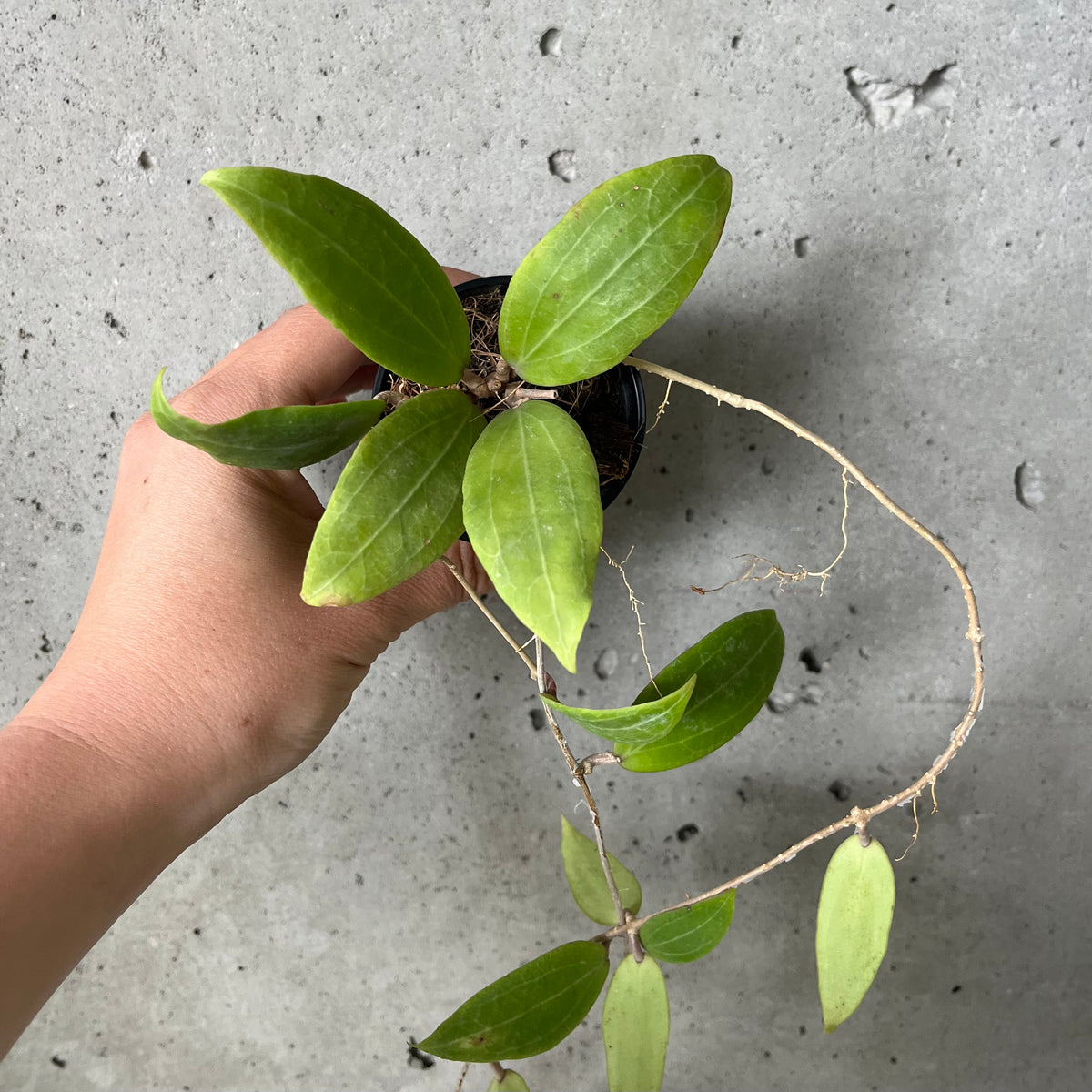 Hoya Seed no. 11 – VI Plant Shop