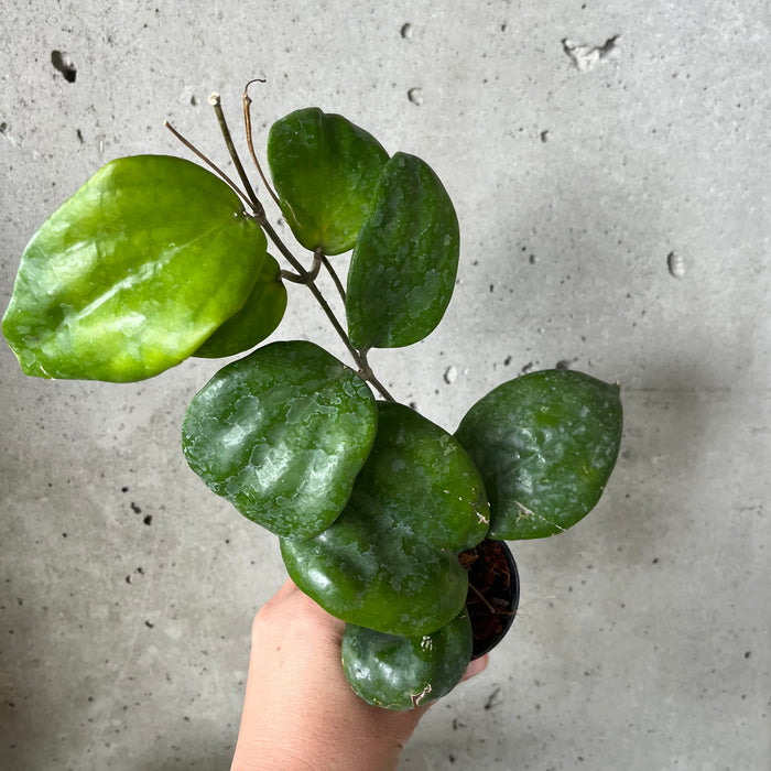 Hoya Chuniana