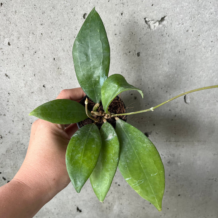 Hoya Mindorensis 'Pink'