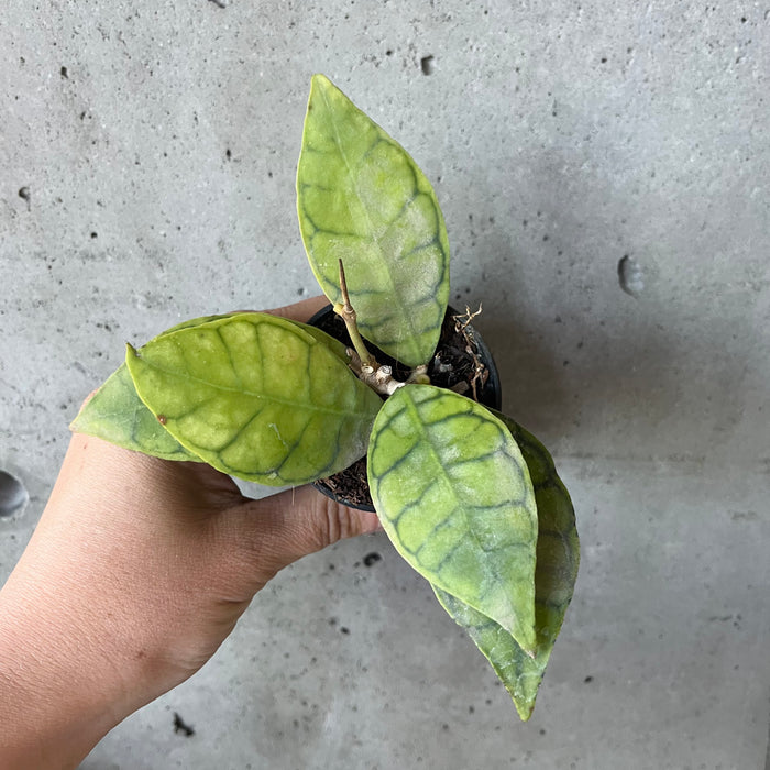 Hoya Callistophylla